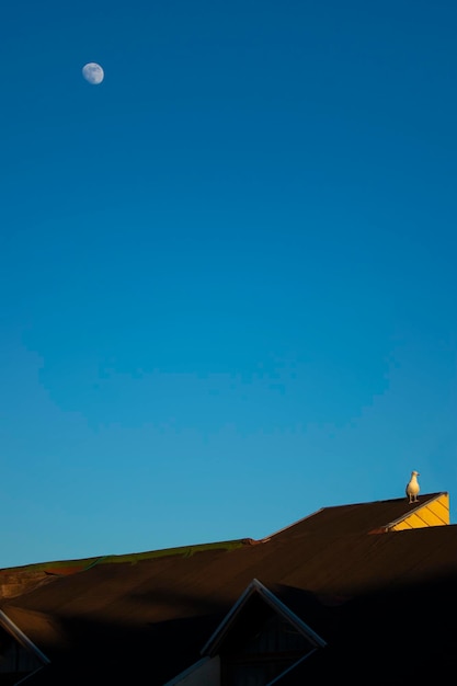 foto de luna y gaviota