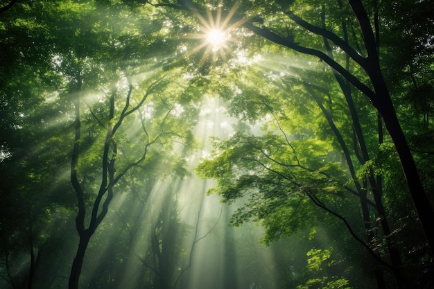 Foto de la luz del sol filtrándose a través del dosel del bosque.