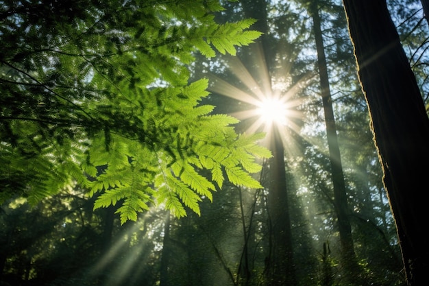 Foto de la luz del sol filtrándose a través del dosel del bosque.