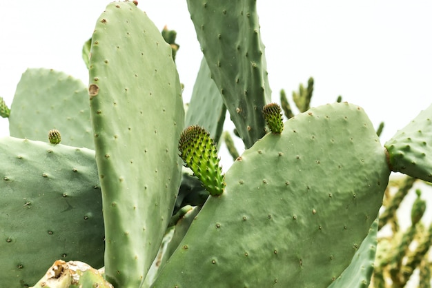 Foto macra del cactus del higo chumbo. Opuntia cactus. verde con planta del desierto