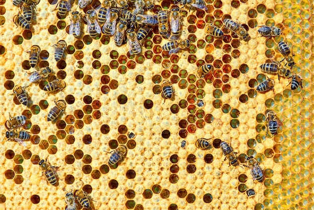 Foto macra de una colmena de la abeja en un panal con el copyspace. Las abejas producen miel fresca y saludable.