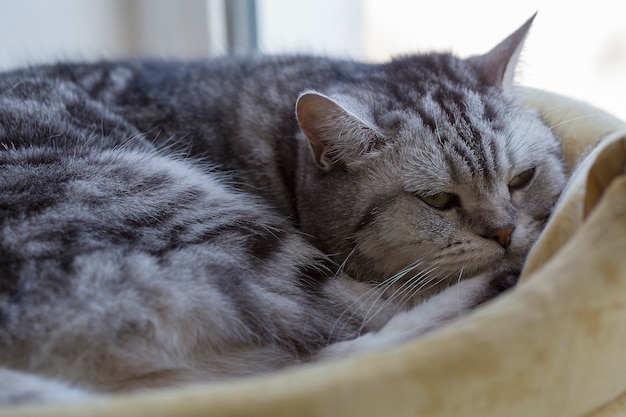 Foto macra de un gato británico que se queda dormido. Ojos amarillos y lana gris.