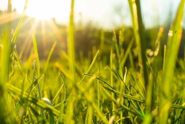Foto macra de una hierba verde fresca en el campo del verano bajo brillo del sol