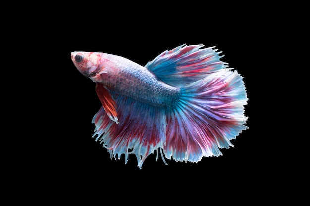 Foto foto macra de los peces que luchan siameses (colas coloridas de la media luna que luchan fishs), betta splendens isol