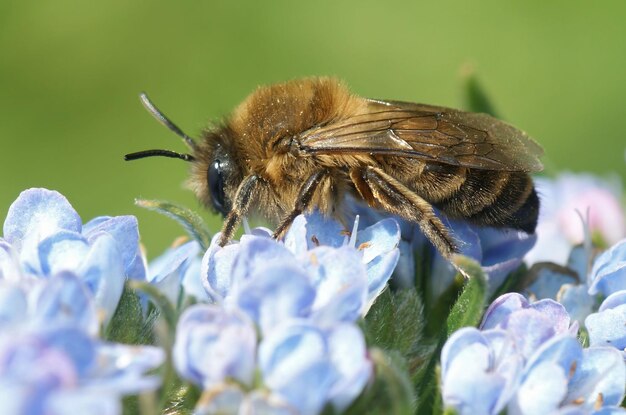 Foto foto macro de una abeja minera de primavera polinizando flores en un jardín