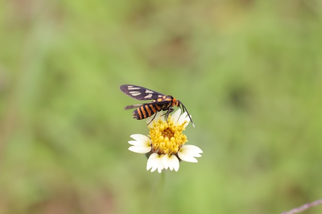 Foto macro de la abeja