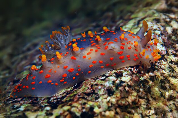 Foto macro de la almeja nudibranca bajo el agua