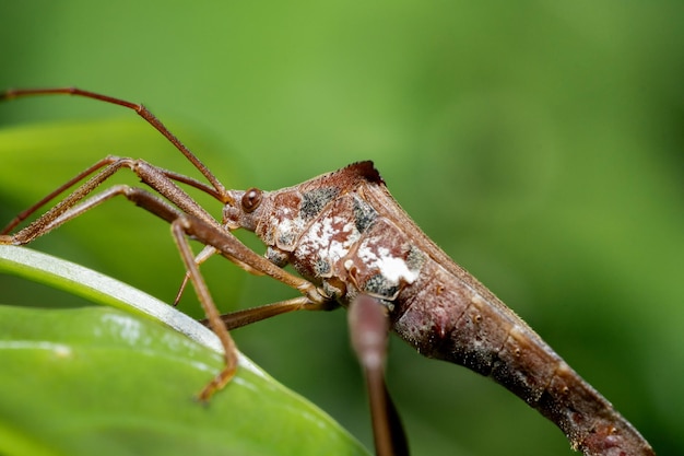 Foto macro animal Leaf Footed Bugs na natureza