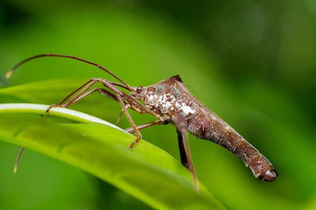 Foto macro animal Leaf Footed Bugs na natureza