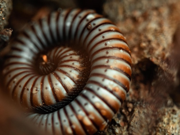 Foto macro aproximada de um milípede em faixas enrolado em espiral