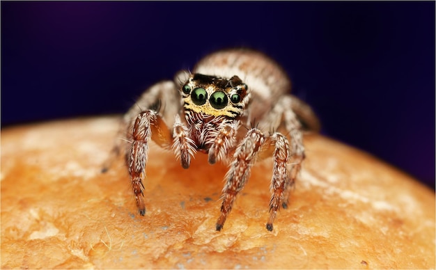 Una foto macro de una araña saltando sobre una piedra.