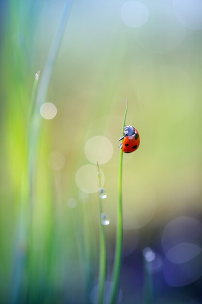 Foto foto macro brillante de una pequeña mariquita roja sobre una brizna de hierba al amanecer hermoso fondo natural