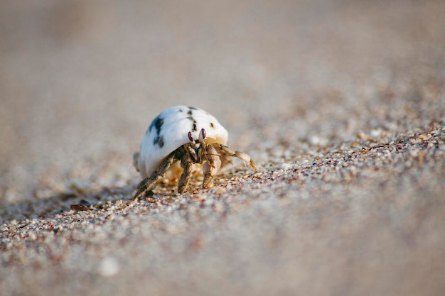 La foto macro del cangrejo ermitaño en la playa de arena