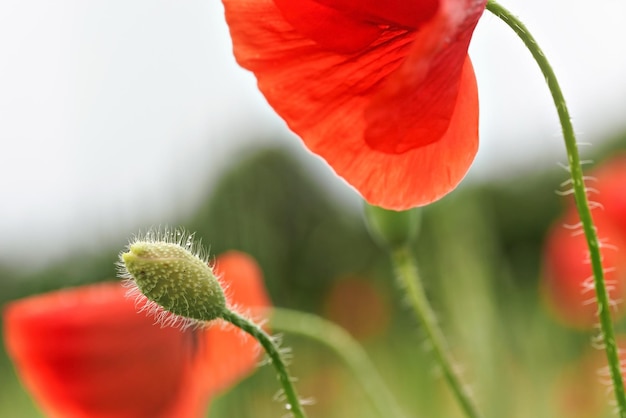 Foto macro de capullo de flor de amapola roja silvestre, flores borrosas en campo verde cerca