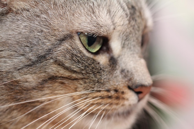 Foto macro de cara de gato triste