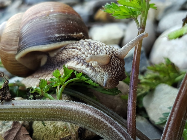 Foto foto macro de caracol en hierba verde