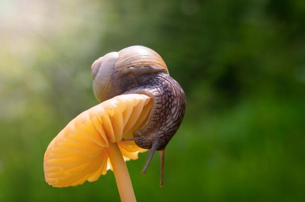 Foto macro de caracol pequeño en hongo naranja Caracol en la hierba verde después de la lluvia Concepto de mundo macro