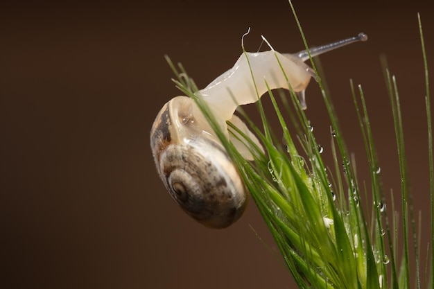 Foto macro de caracol pequeño en tallo verde