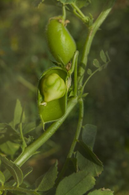 Foto foto macro cicer arietinum vainas verdes y frijol. vainas de garbanzo, hojas y frijoles. campo verde de garbanzos