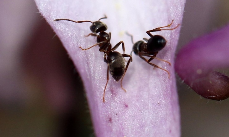 Foto foto macro da formiga rainha vermelha retrato da colônia de formigas zoom em seção de formigas pretas e marrons