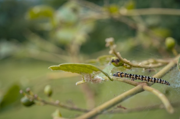 Foto macro da lagarta quando comido folha verde e metamorfose.
