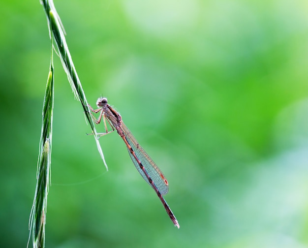 Foto macro da libélula sentado em uma lâmina de grama em um fundo verde natural