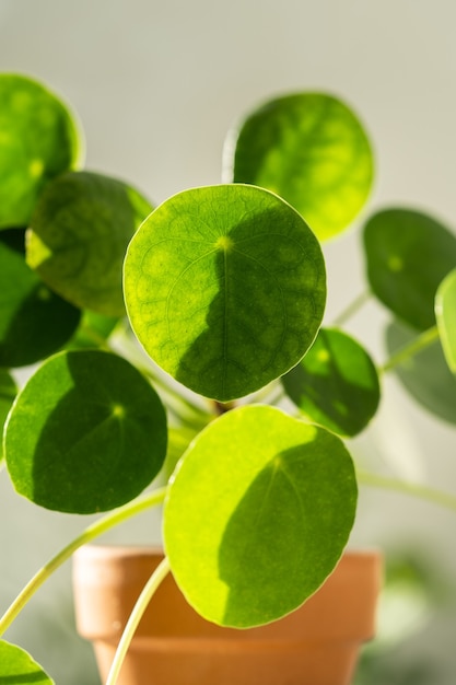 Foto macro da planta Pilea peperomioides em vaso de terracota, folhas verdes cobertas por gotas de água