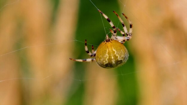 Foto macro da rede de aranha da floresta