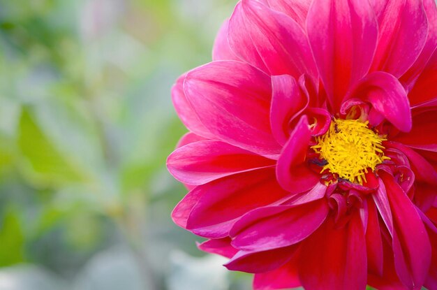 Foto una foto macro de la dahlia, el obispo de llandaff, en flor púrpura.