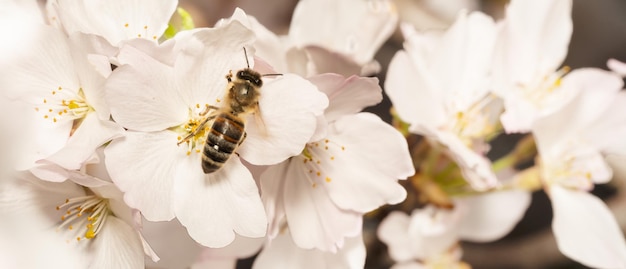 Foto macro de abelha coletando pólen da flor da primavera