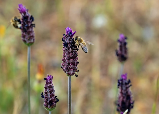 Foto macro de abelha coletando pólen em lavanda coberta ou espanhola