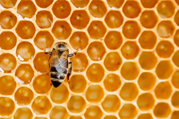 Foto macro de abelhas trabalhando em favos de mel, apicultura e imagem de produção de mel