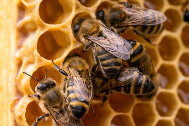 Foto macro de abelhas trabalhando em favos de mel. Imagem da apicultura e produção de mel.