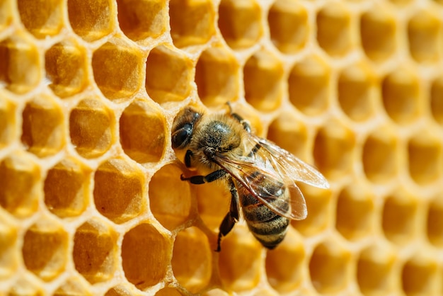 Foto macro de abelhas trabalhando em favos de mel. Imagem de apicultura e produção de mel