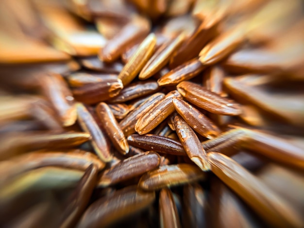Foto foto macro de arroz longo castanho arroz basmati escuro em close-up