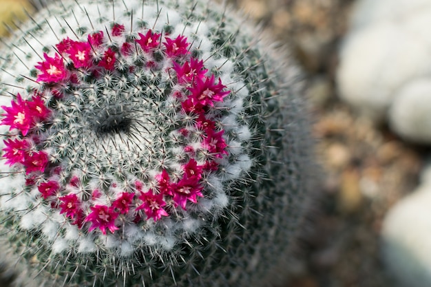 Foto macro de cactos pontiagudos e fofos, cactáceas ou cactos florescendo com flores em fundo desfocado natural.