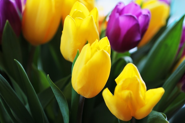 Foto macro de close up brilhante de buquê de tulipa maravilhoso