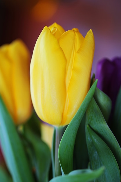 Foto macro de close up brilhante de buquê de tulipa maravilhoso