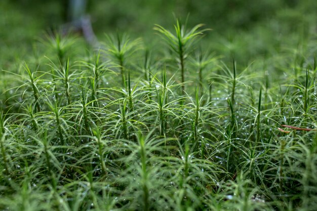 Foto macro de close-up de musgo verde e marrom natural, anófito em uma floresta em crescimento