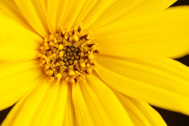 Foto macro de flor amarela de Topinambur de pistilo e estame de pétalas de alcachofra de Jerusalém