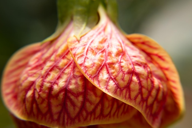 foto macro de flor amarela e vermelha