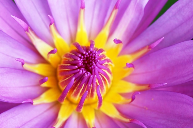 Foto macro de flor de lutus roxa