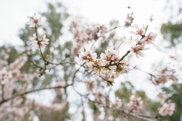 Foto macro de flores de amêndoa na quinta de los molinos madrid md espanha