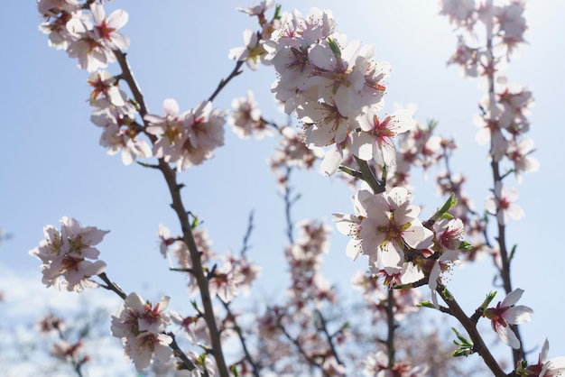 Foto macro de flores de amêndoa na Quinta De Los Molinos Madrid MD Espanha