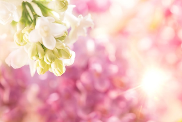 Foto macro de foco raso de flores lilás brancas