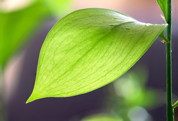 Foto macro de folha de bambu