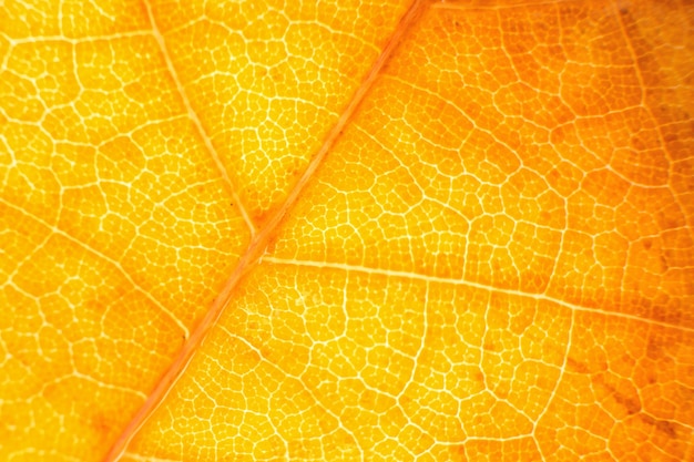 Foto macro de folhagem de outono. fundo de textura de folha amarela.