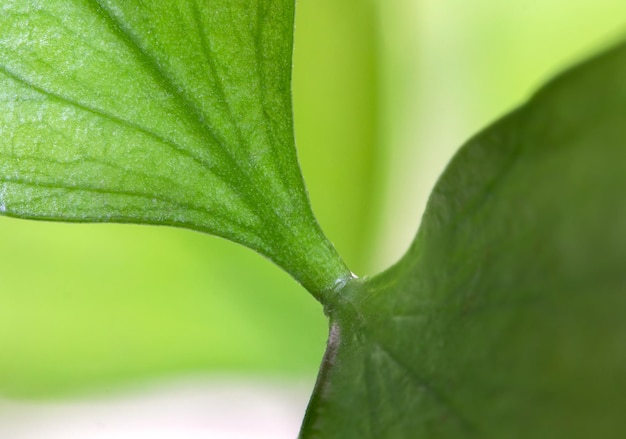 foto macro de folhas verdes