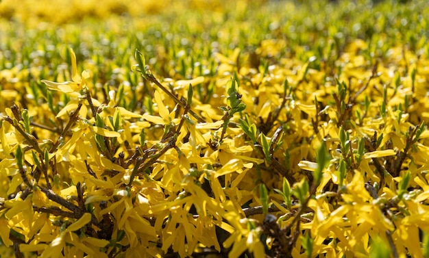 Foto foto macro de forsythia flowers yellow blooming texture no fundo do céu azul florescendo forsythia