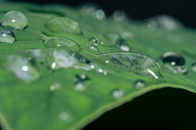 Foto macro de gotas de água nas folhas de taro